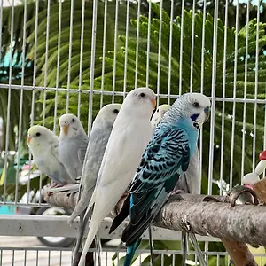 B-5 Aprt. Tipo Sonidos De Aves. Apartamento